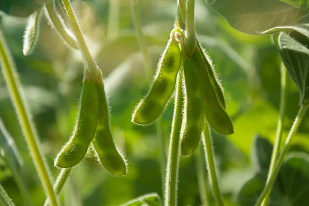 soybean-plant-1